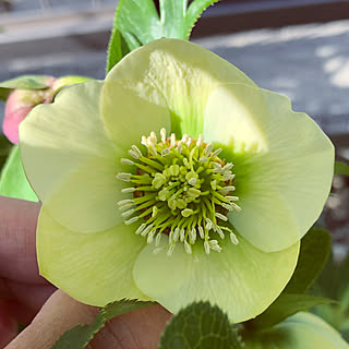 小さな花壇/植物のある暮らし/小さな庭/癒し♡/春めいてきた〜...などのインテリア実例 - 2021-03-24 09:17:54