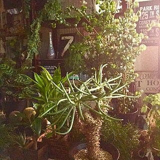 自由空間/観葉植物/植物好き/植物と暮らす毎日/植物のある部屋...などのインテリア実例 - 2016-02-23 17:47:35