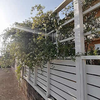玄関/入り口/フェンスDIY/ガーデンフェンス DIY/手作りの庭/モッコウバラのインテリア実例 - 2021-04-11 16:52:54