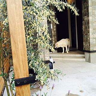 玄関/入り口/オリーブの木/ラブラドールレトリバーのインテリア実例 - 2014-05-21 22:10:24