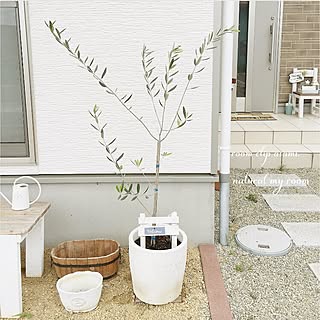 玄関/入り口/建て売り一戸建て/オリーブの鉢植え/ナチュラル/いつもいいねやコメありがとうございます♡...などのインテリア実例 - 2017-06-27 15:13:00