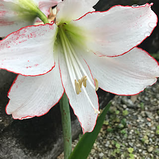 見てくださってありがとう❁︎/植物のある暮らし/いつもありがとうございます♪感謝☆/ガーデニング/花のある暮らし...などのインテリア実例 - 2021-06-04 17:49:40