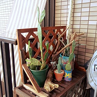 玄関/入り口/NO GREEN NO LIFE/植物のある暮らし/観葉植物/多肉植物...などのインテリア実例 - 2016-09-13 12:06:09