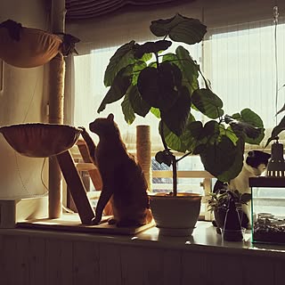 壁/天井/観葉植物/キャットタワー/猫と暮らす。/猫のいる風景...などのインテリア実例 - 2016-12-26 23:52:51