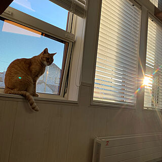 猫スペース/ねこのいる暮らし/ねこと暮らす/LIXIL窓/猫...などのインテリア実例 - 2020-04-12 17:26:26