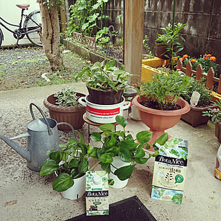 玄関/入り口/観葉植物/多肉植物/植物のある暮らし/虫対策...などのインテリア実例 - 2022-07-06 10:04:16