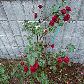 玄関/入り口/薔薇がすき/いつもいいねやコメありがとうございます♡のインテリア実例 - 2018-05-28 16:22:21