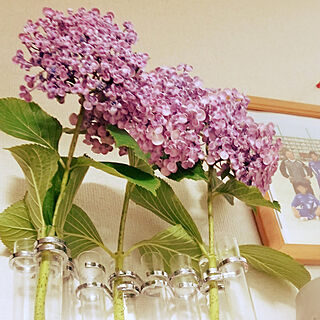 棚/おたふく紫陽花のインテリア実例 - 2021-06-05 19:24:28