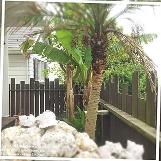 玄関/入り口/come summer/珊瑚の石/Shell/バナナの木...などのインテリア実例 - 2015-05-28 10:02:10