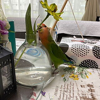 小桜インコ飼ってます/花は幸せ/花は自分を癒し 来客者をおもてなしする/花のある暮らし/机のインテリア実例 - 2023-04-22 04:09:20