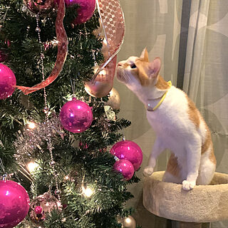 クリスマスツリー/ねずこず/猫/猫中心の生活/部屋全体のインテリア実例 - 2021-12-18 21:43:30