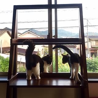 棚/ねこ/ねこ部/保護猫/ねこのいる日常...などのインテリア実例 - 2017-07-13 06:07:47