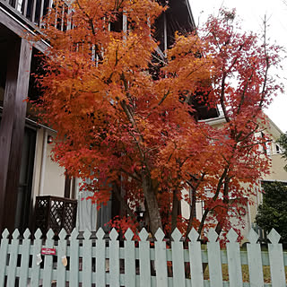 壁/天井/もみじ/紅葉してます✨/クリスマス雑貨/100均...などのインテリア実例 - 2019-12-13 12:29:58