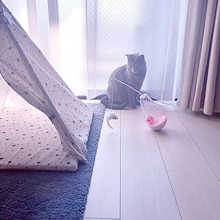 IKEA/起き上がりこぼし/猫と暮らす家/Daiso/RCの出会いに感謝しています♡...などのインテリア実例 - 2022-11-05 09:58:36