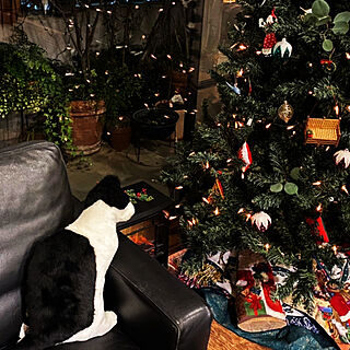クリスマスプレゼント/猫クッション/fabrico/クリスマス/部屋全体のインテリア実例 - 2020-12-22 18:38:59