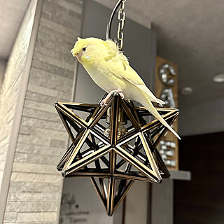 エトワールスモール/エトワールペンダントライト/ペンダントライト/羽衣セキセイインコ/インコのいる暮らし...などのインテリア実例 - 2023-05-16 03:50:41