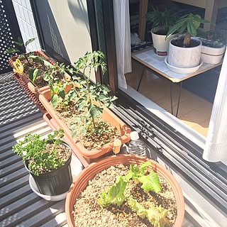 ベランダ プランター菜園のおしゃれなインテリアコーディネート レイアウトの実例 Roomclip ルームクリップ