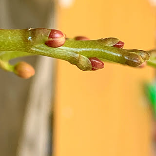 よいお年を♪♪/1年間ありがとうございました♡/胡蝶蘭2回目の花が咲く過程/ミディ胡蝶蘭　ビューティーシーナランラン/お花のある暮らし...などのインテリア実例 - 2022-12-31 09:35:49