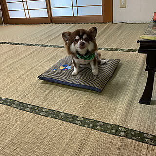 井草座布団/和室/仏間/仏間のある部屋/犬ばかりでスイマセン...などのインテリア実例 - 2022-07-13 08:23:15