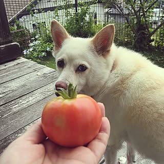 玄関/入り口/抜け毛がすごい/犬と暮らす/家庭菜園の収穫/日々の暮らし...などのインテリア実例 - 2017-07-08 11:48:40