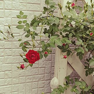 ガーデニングが好き/ミニつる薔薇、レッドキャスケード/繰り返し咲き/お花はミニでも、ツルは3〜4m/カップ咲き多花性...などのインテリア実例 - 2023-04-30 14:29:08