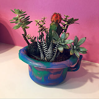 ハイドロカルチャー 多肉寄せ植えのおしゃれなアレンジ 飾り方のインテリア実例 Roomclip ルームクリップ