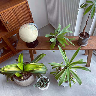 土間/植物のある暮らし/吹き抜けのある家/土間のある暮らし/アンティーク家具...などのインテリア実例 - 2021-08-25 12:06:53