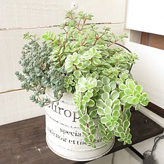 セダム寄せ植えのインテリア実例 Roomclip ルームクリップ