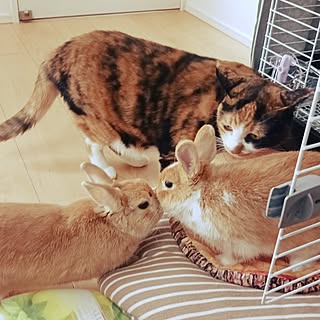 私の癒し/三毛猫/ねこと暮らす/うさぎと暮らす/ネザーランドドワーフ...などのインテリア実例 - 2023-09-24 16:11:48