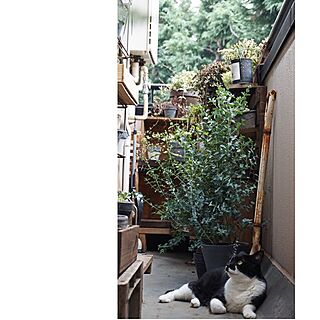 ユーカリ/狭小veranda/ねこ部/猫バカ部/DIYのインテリア実例 - 2015-08-03 15:32:26