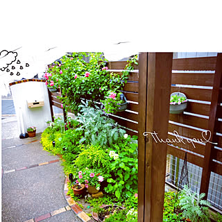 2番花 アンジェラ のインテリア実例 Roomclip ルームクリップ 2番花 アンジェラ のインテリア実例 Roomclip ルームクリップ