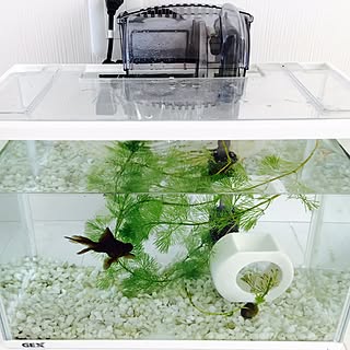 玄関/入り口/金魚水槽/金魚/NO GREEN NO LIFE/モノトーン...などのインテリア実例 - 2016-07-23 08:52:09