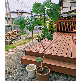 ウッドデッキ/植え替え/ウンベラータ/カフェ風/いいね&フォローありがとうございます☆...などのインテリア実例 - 2021-05-08 16:39:10