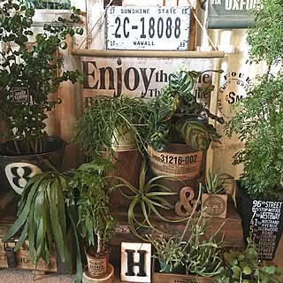 植物と雑貨で楽しむインテリア/植物好き/観葉植物/植物パーク化した部屋/植物で楽しむインテリア...などのインテリア実例 - 2016-06-02 06:09:05