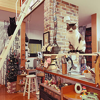 カウンター上DIY棚/ロフトへのはしごの上の猫/眠い猫/朝の猫/ねこのいる風景...などのインテリア実例 - 2022-01-27 06:58:46