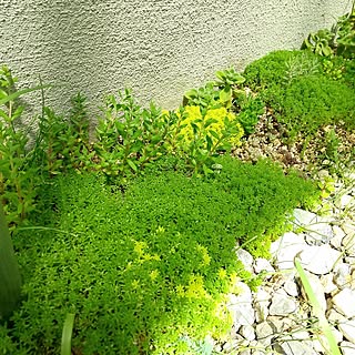 壁/天井/まとめて投稿/多肉植物/セダム/セダム畑...などのインテリア実例 - 2023-04-17 12:12:57