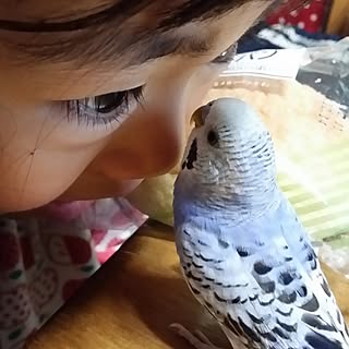 机/インテリアじゃなくてごめんなさい/賃貸でも楽しく♪/インコと暮らす家/自己満足でごめんなさい(^◇^;)...などのインテリア実例 - 2016-12-12 07:19:58