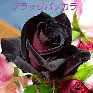 部屋全体/バラが好き/バラ大好き♡/薔薇のある暮らし/黒薔薇のインテリア実例 - 2021-06-05 23:17:45