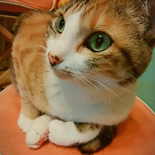 部屋全体/いいねと、フォローの押し逃げすみません！/ねこと暮らす。/ねこ/インテリアじゃなくてすみません...などのインテリア実例 - 2017-05-11 22:20:23