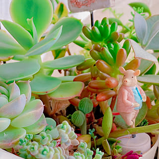 植物と暮らす/雑貨大好き♡/植物のある部屋/植物のある暮らし/緑のある空間...などのインテリア実例 - 2023-04-16 21:45:05