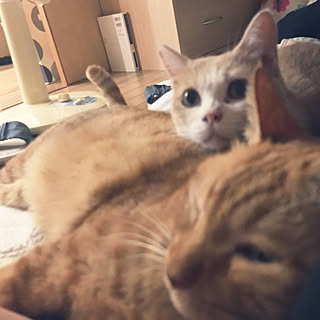 猫と暮らす家/いいね、フォロー本当に感謝デス☺︎/無言フォロー＆いいねすいません/猫と暮らす/保護猫ぷぷ...などのインテリア実例 - 2022-11-19 19:16:16