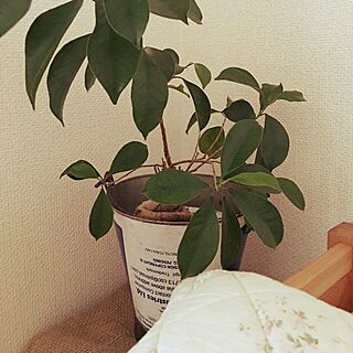 ベッド周り/ガジュマルの木/バケツを鉢に/観葉植物のある部屋/ナチュラル...などのインテリア実例 - 2016-04-21 15:12:38