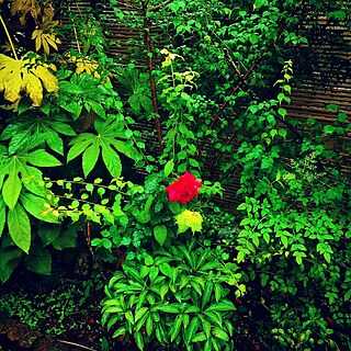 玄関/入り口/花/植物/お庭/グリーンのある暮らし...などのインテリア実例 - 2016-05-17 17:19:57