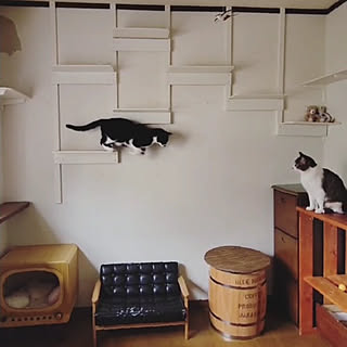 壁/天井/猫と暮らす家/ウッドデッキのある暮らし/seria/ねこのいる風景...などのインテリア実例 - 2022-11-20 20:25:45