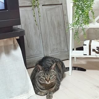 コンテスト用に再投稿/猫/いなざうるす屋さん♥︎/ハンドメイド/壁紙屋本舗さん...などのインテリア実例 - 2014-09-13 19:30:18