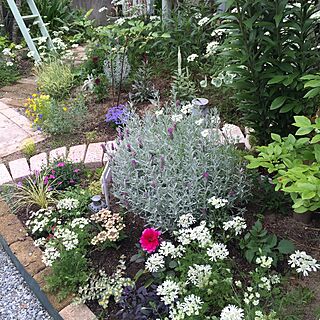 ベッド周り/植物/手作りの庭/ガーデニング/ガーデン...などのインテリア実例 - 2016-05-30 14:55:10