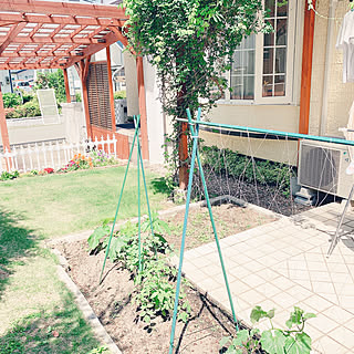 ミニ家庭菜園/家庭菜園/柴犬がいる家/芝生/夏の庭...などのインテリア実例 - 2019-06-09 19:17:32