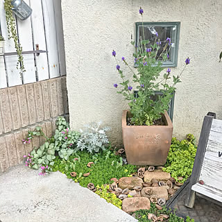 地植えセダムのインテリア実例 Roomclip ルームクリップ