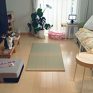 部屋全体/全館空調の家/猫と暮らす家/いつも見てくれてありがとうございます♡/いいね&フォローありがとうございます☆...などのインテリア実例 - 2022-06-30 11:04:38