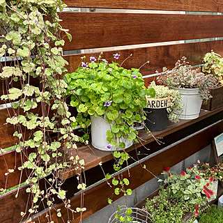 ガーデニング パンダスミレのおしゃれなインテリア・部屋・家具の実例 ...